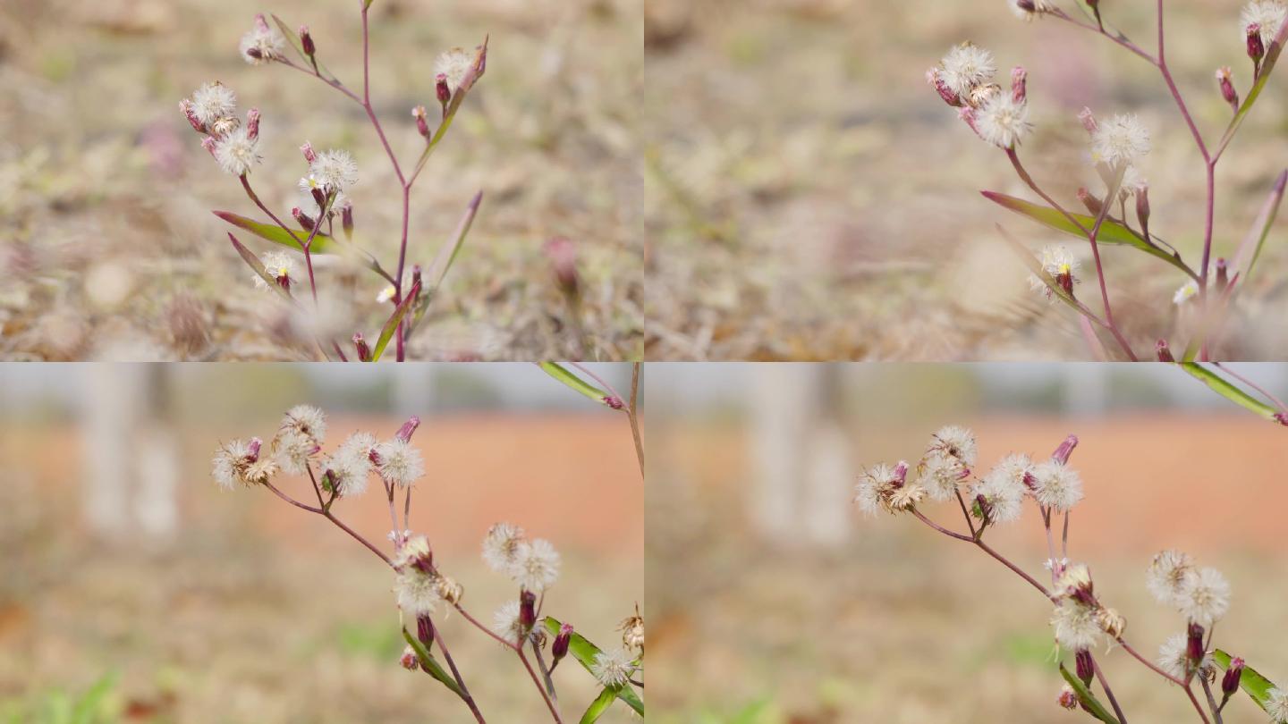 草本植物、钻叶紫菀