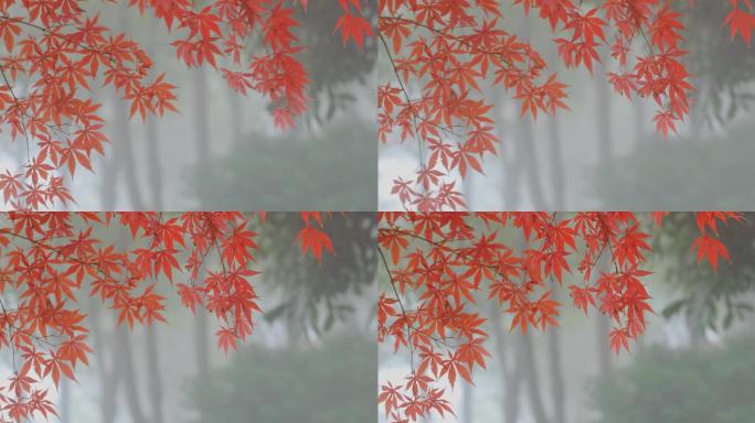 4K晨雾中的红叶17