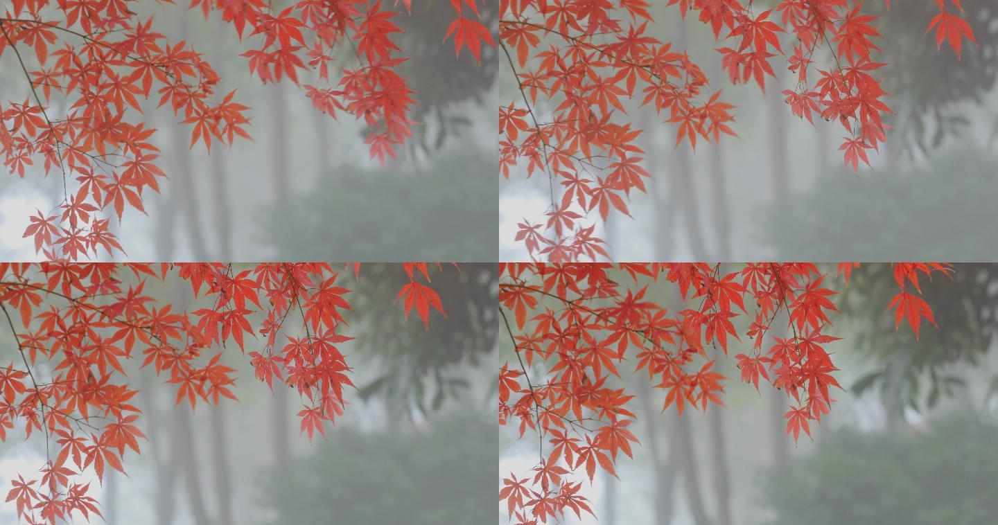4K晨雾中的红叶17