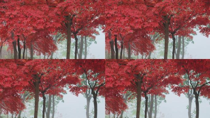 4K晨雾中的红叶01