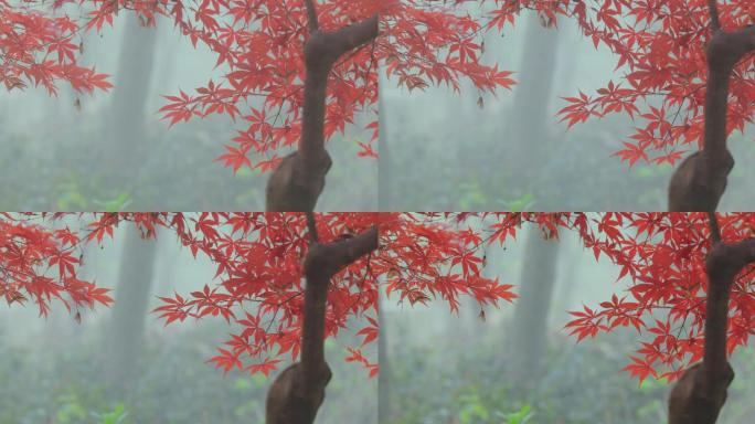 晨雾中的红叶09