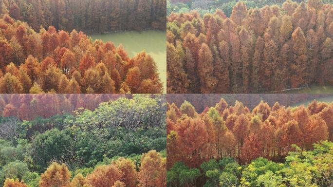 4K原素材-航拍上海奉贤海湾森林公园秋天