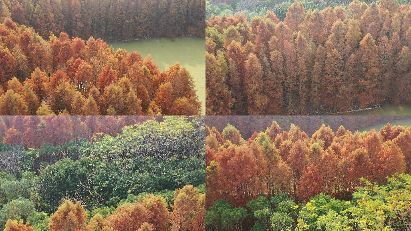 4K原素材-航拍上海奉贤海湾森林公园秋天