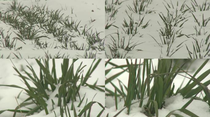 冬小麦越冬小麦下雪后雪景