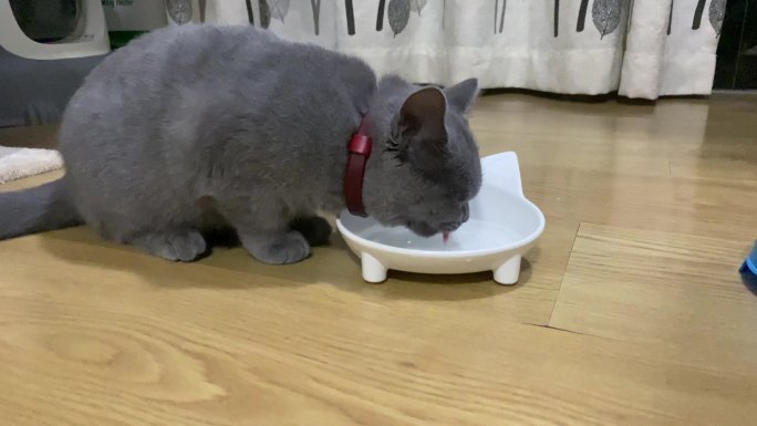 4K宠物猫咪喝水2