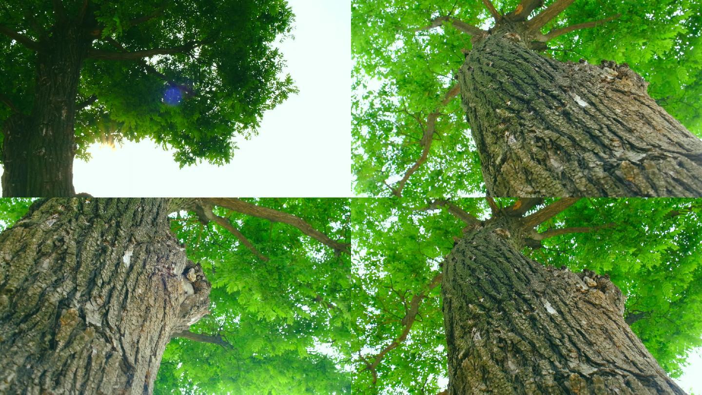 大气壮观参天大树视频素材