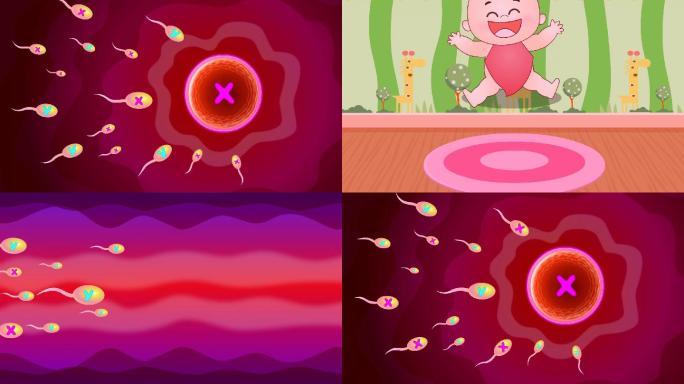 原创卡通卵子与镜子受精MG动画XY染色体