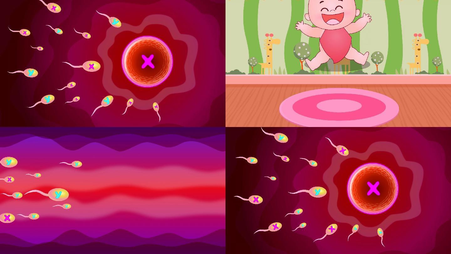 原创卡通卵子与镜子受精MG动画XY染色体