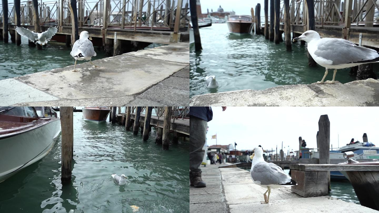 海鸥吃食威尼斯海鸥