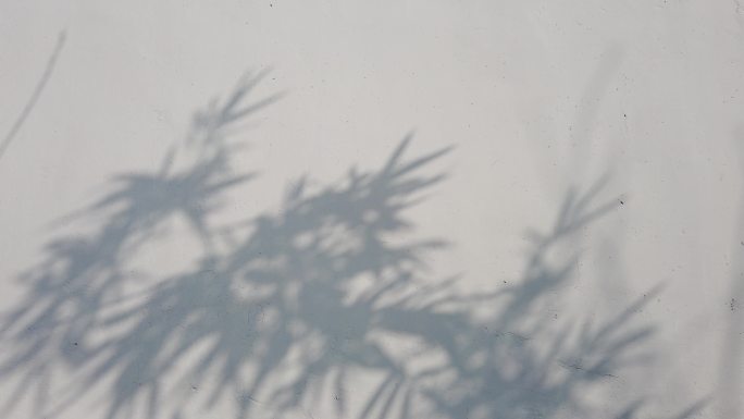 墙面树影，影子