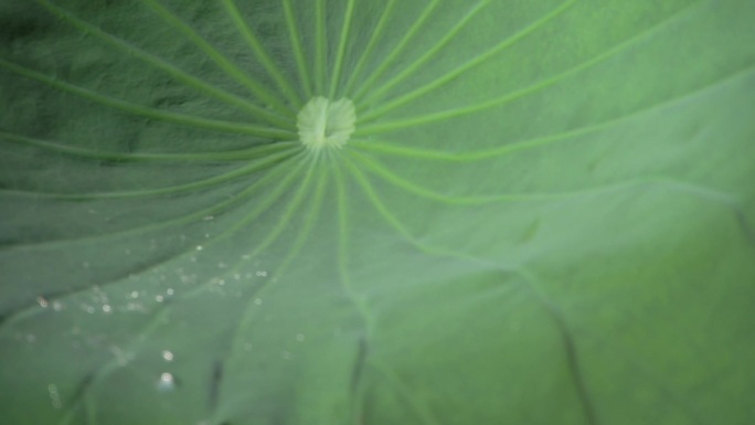 济南大明湖荷花露水升格摄影