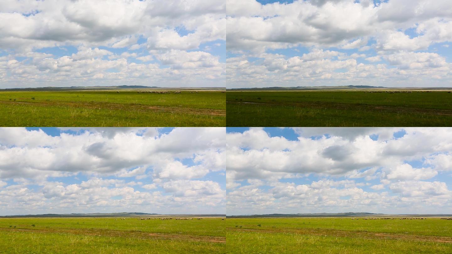 内蒙古羊群在大草原上有蓝天白云延时拍摄