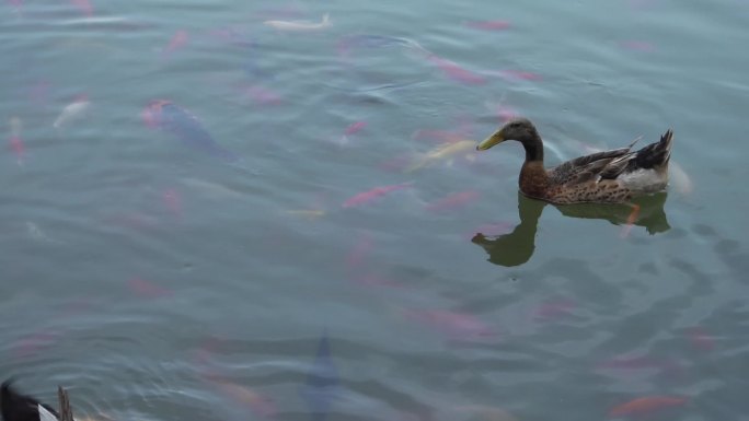 大明湖公园垂柳鱼动物风景鸭子