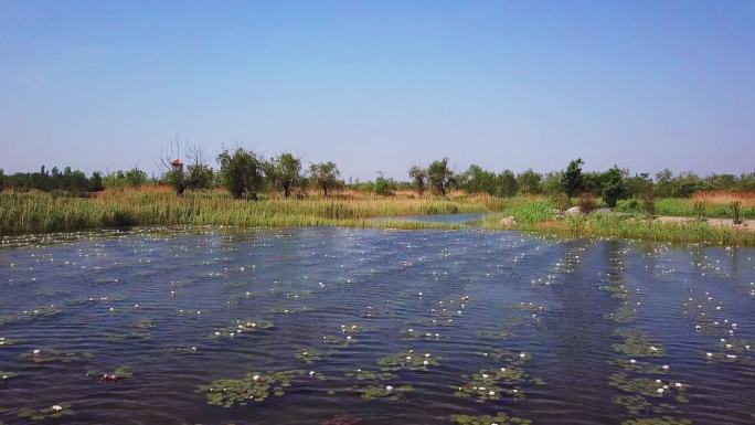 绿色湿地公园马踏湖