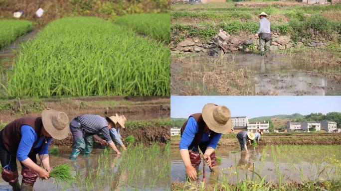 【原创】农村庄稼水稻种植