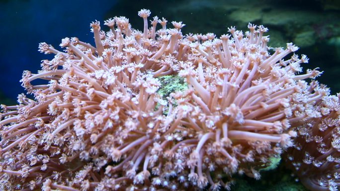珊瑚红树林广东徐闻珊瑚礁自然保护区