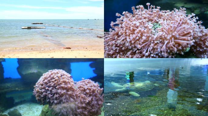 珊瑚红树林广东徐闻珊瑚礁自然保护区