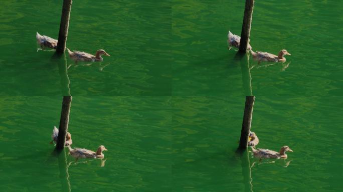 4K碧绿湖面的鸭子13