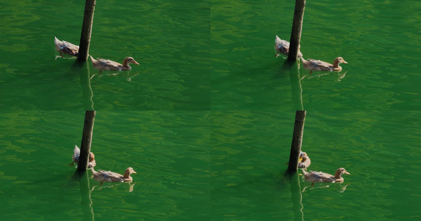 4K碧绿湖面的鸭子13