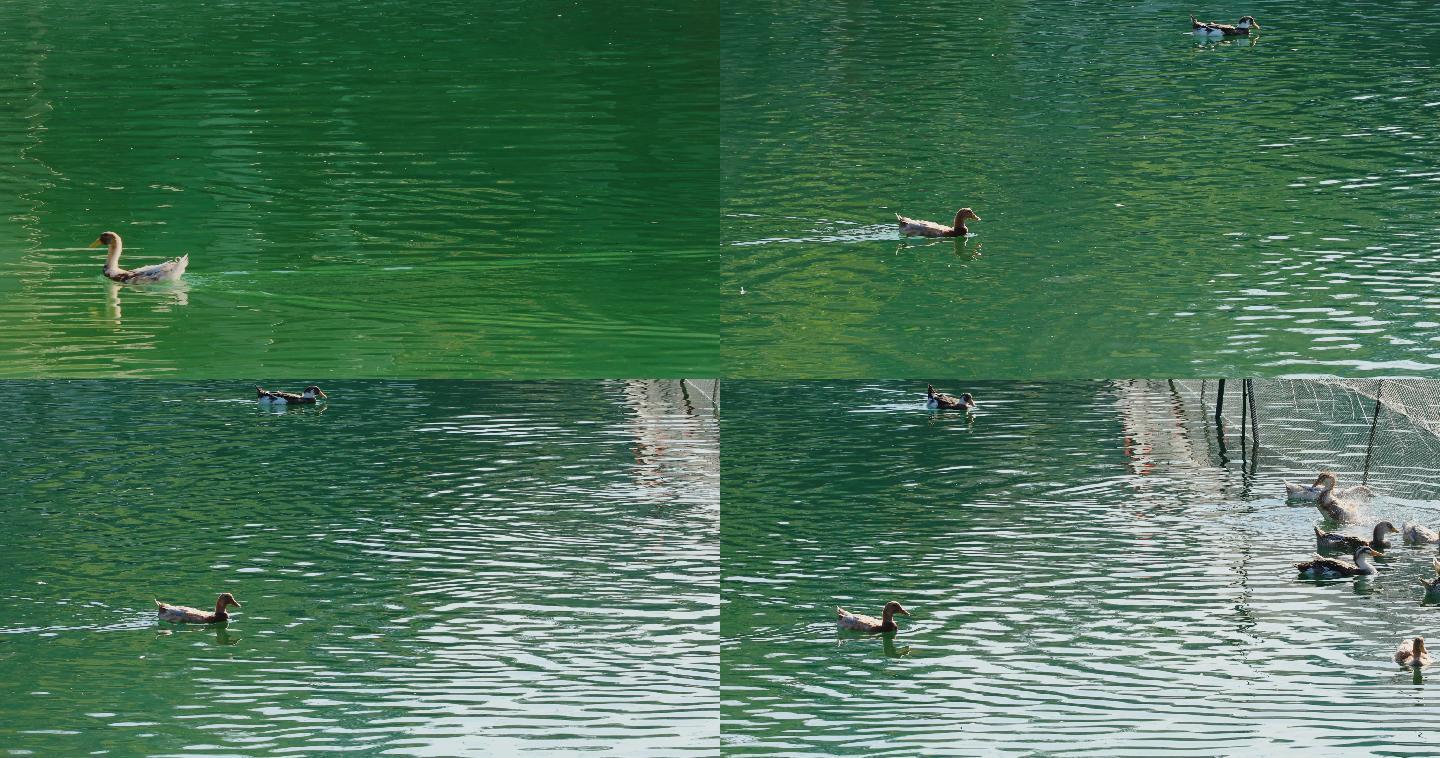 4K碧绿湖面的鸭子游过01