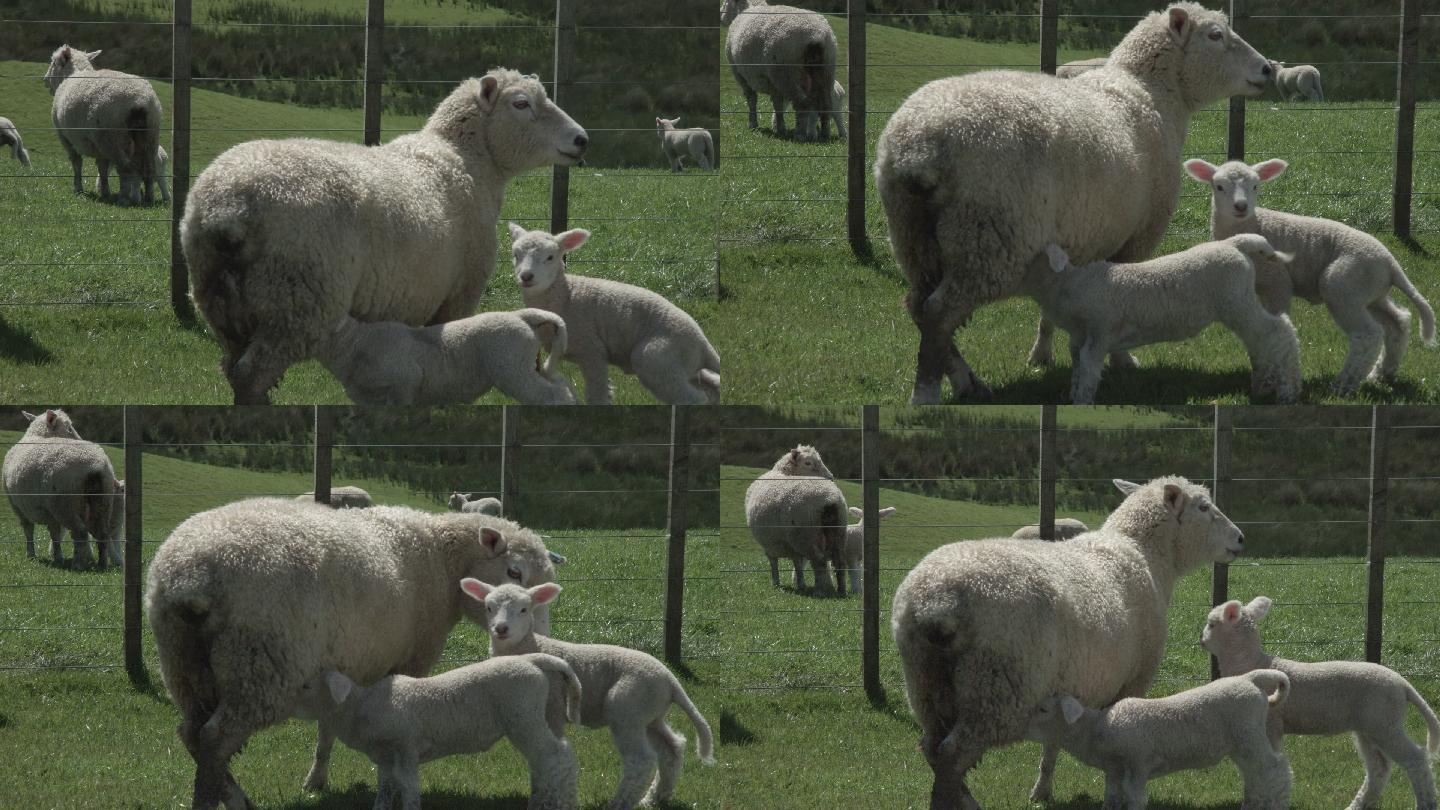牧场羊群小羊吃奶