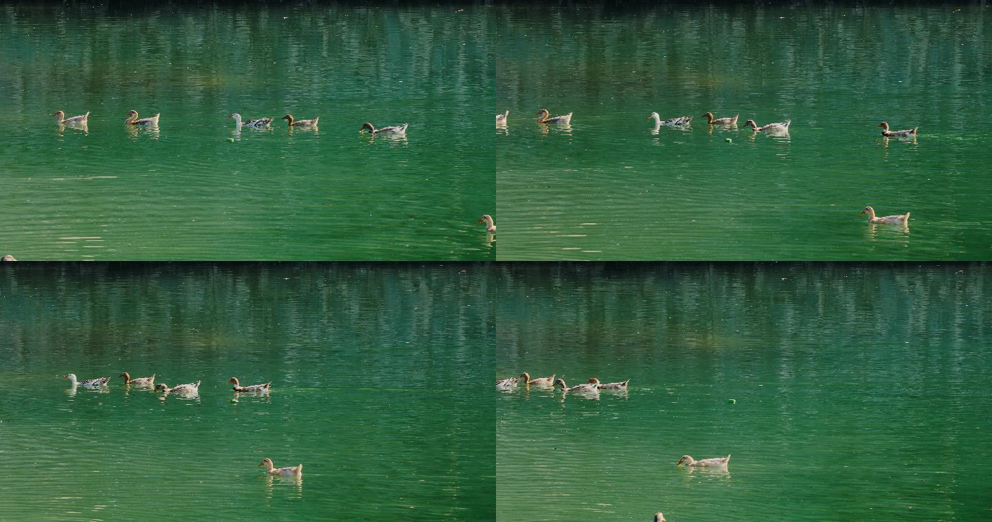4K碧绿湖面的鸭子游过02