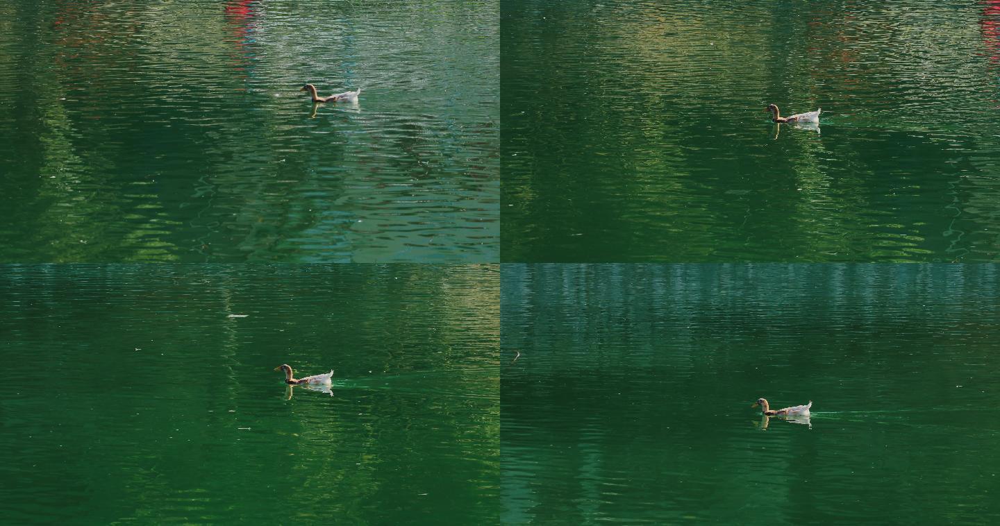4K碧绿湖面的鸭子18