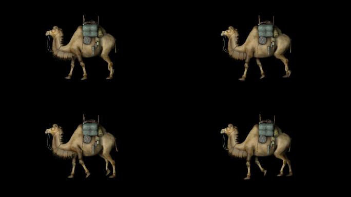 骆驼1