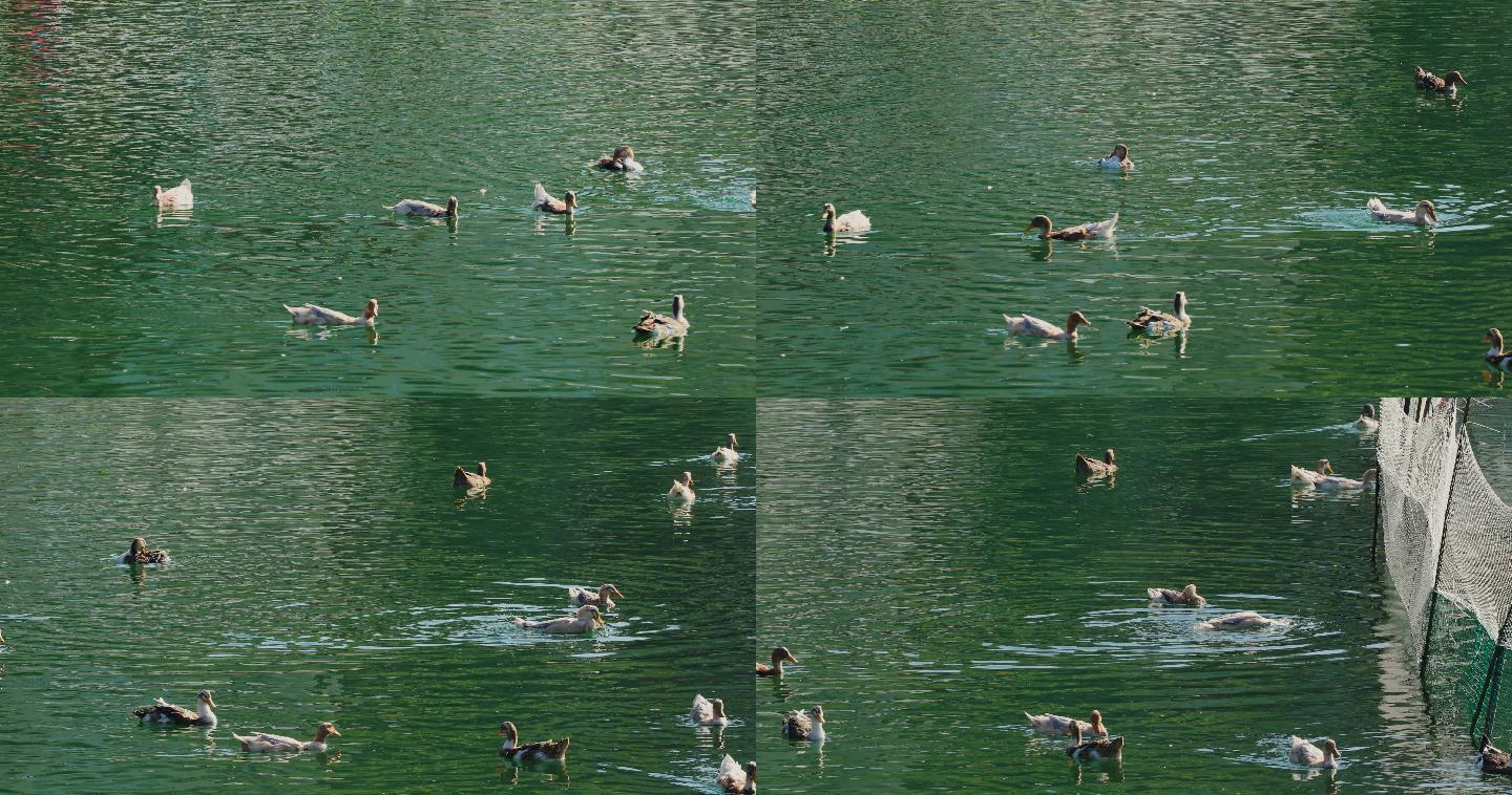 4K碧绿湖面的鸭子12