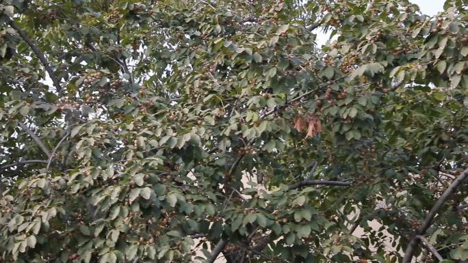 黑枣树上的果实