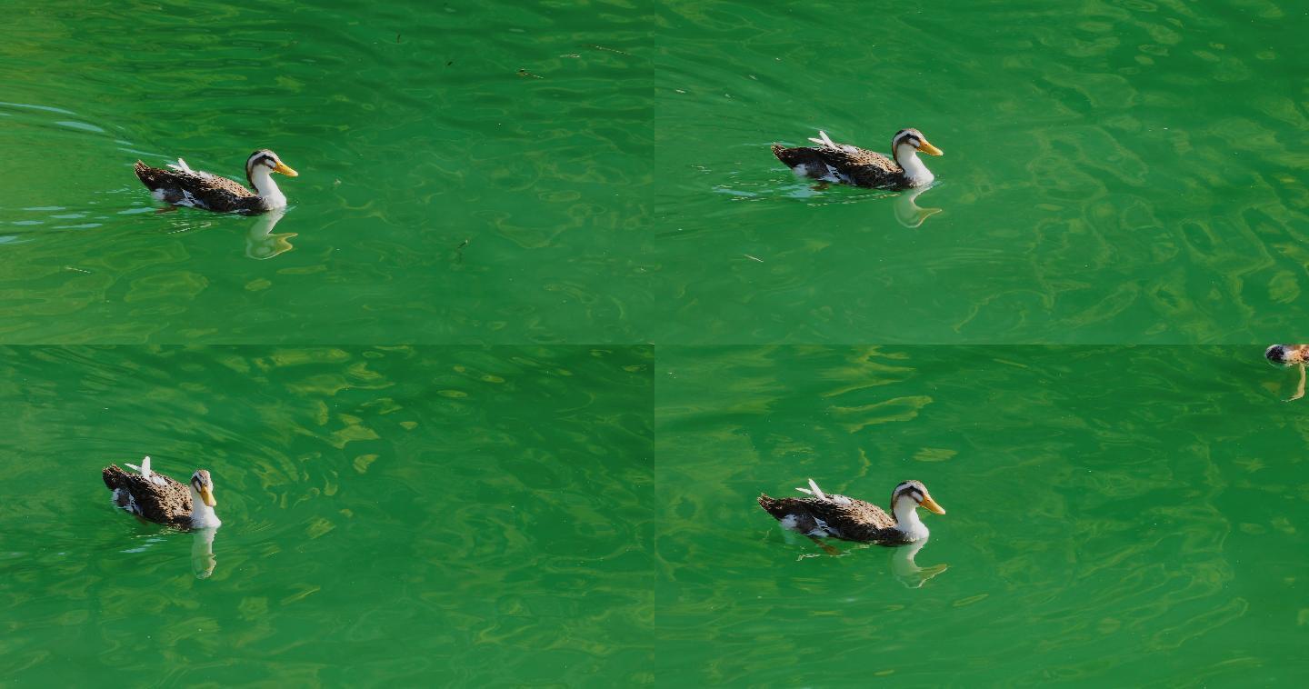 4K碧绿湖面的鸭子16