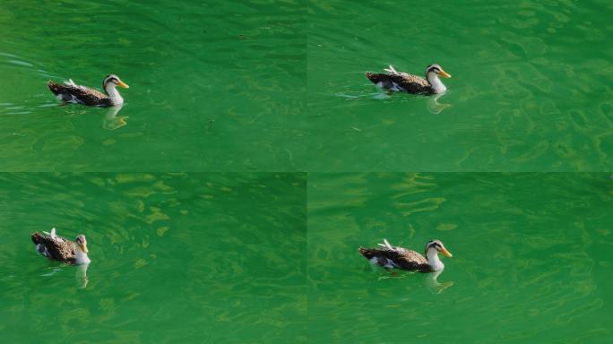 4K碧绿湖面的鸭子16