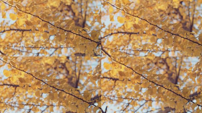 秋季金黄银杏树树枝特写