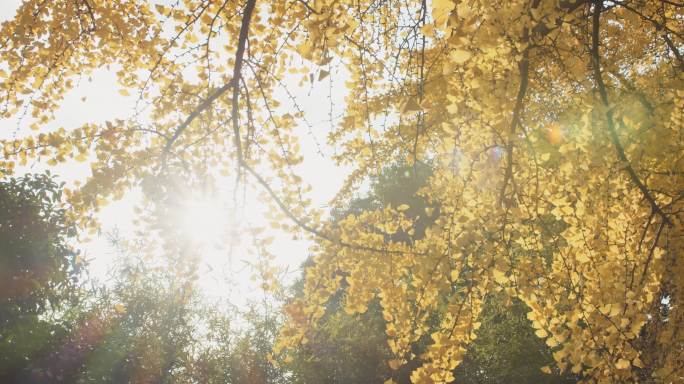 秋季金黄银杏树树枝阳光