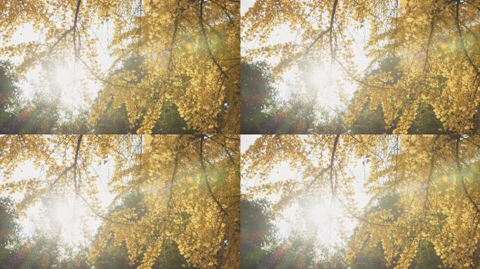 秋季金黄银杏树树枝阳光