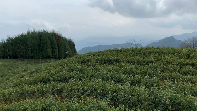 高山生态茶园40（4K）