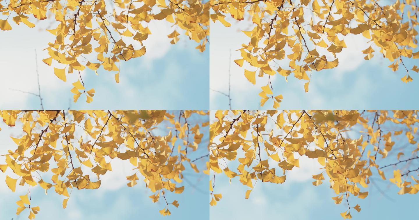 秋季金黄银杏树树枝特写