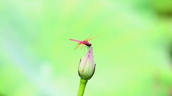 小荷才露尖尖角,早有蜻蜓立上头视频素材