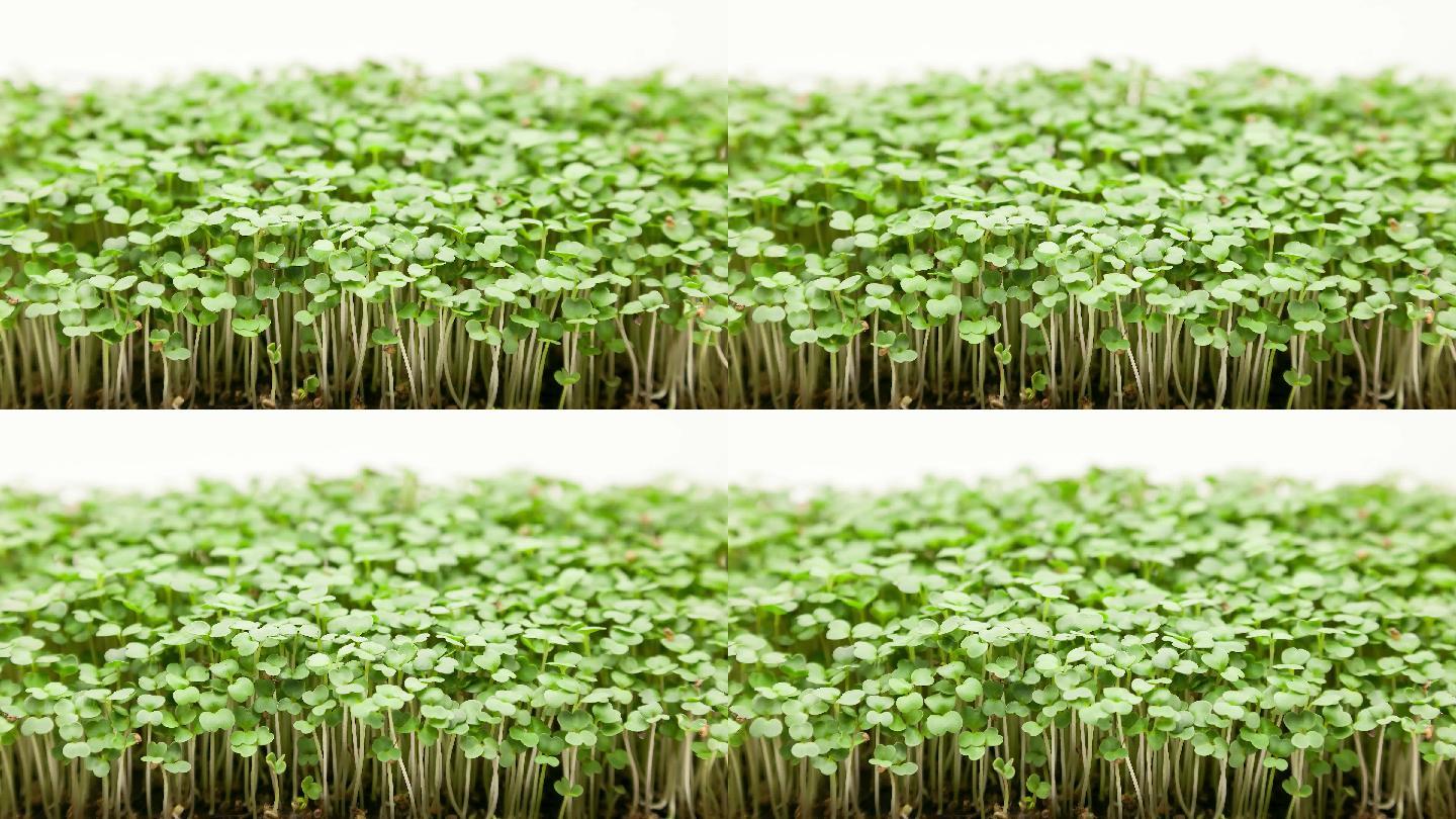 4K芝麻菜植物生长延时摄影发芽成长生命