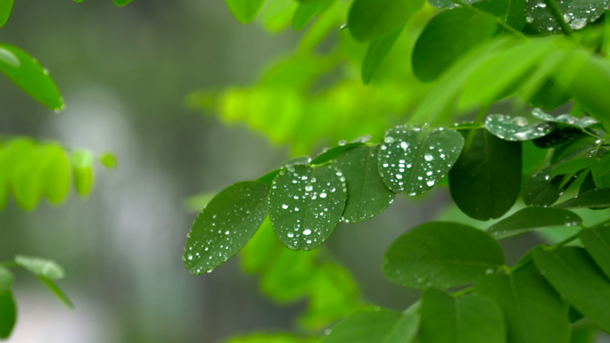 初春小雨开花