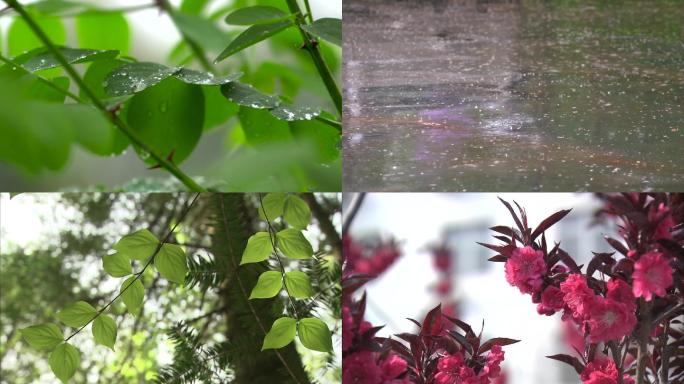 初春小雨开花