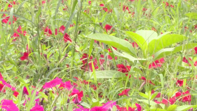 花朵红花绿叶摇晃特写植物僻静