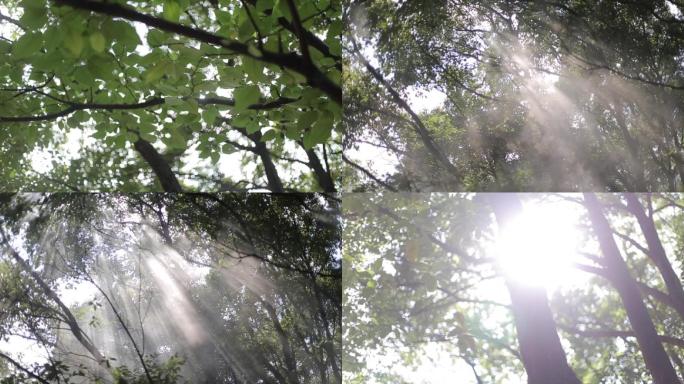 空镜光影烟幕朦胧绿叶树枝太阳逆光光线树林