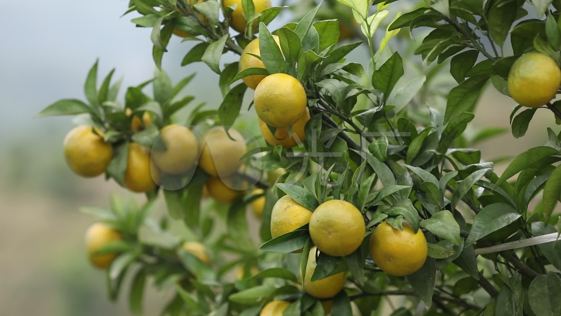 柑橘 种植 树 植物 鹅柑 高清素材