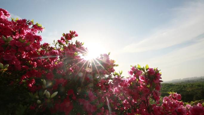 杜鹃花海