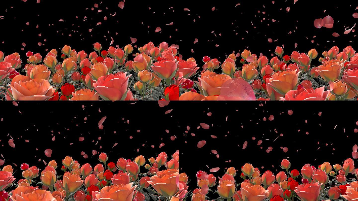 【花海-中国玫瑰(2)摄影图片】生态摄影_天地_太平洋电脑网摄影部落
