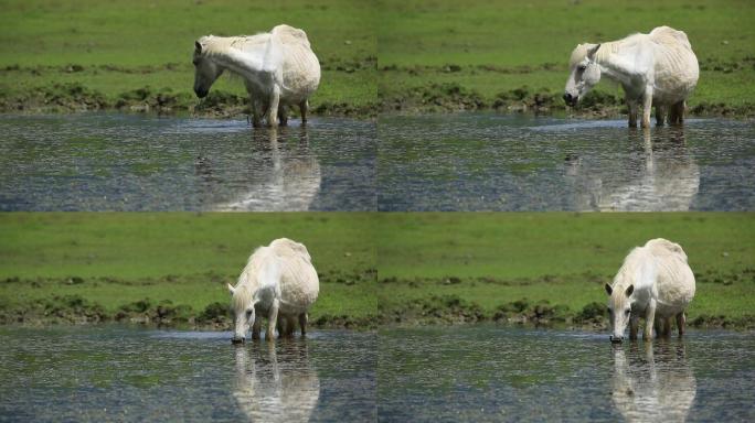 草原湖边马喝水