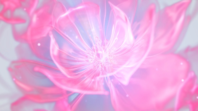 粉色半透明的花开