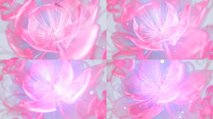 粉色半透明的花开