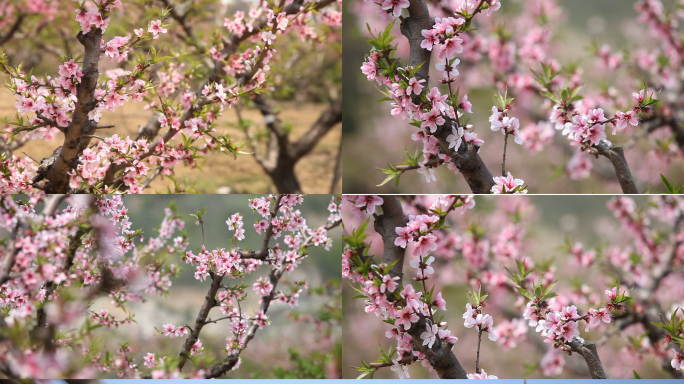 桃花水蜜桃无锡阳山桃花盛开